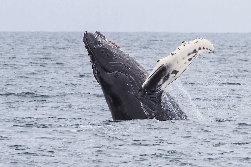 Whale Watching